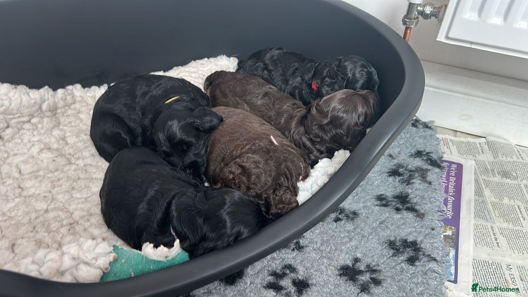 Cockapoo dogs for sale: Cockapoo Puppies For Sale - Image 10