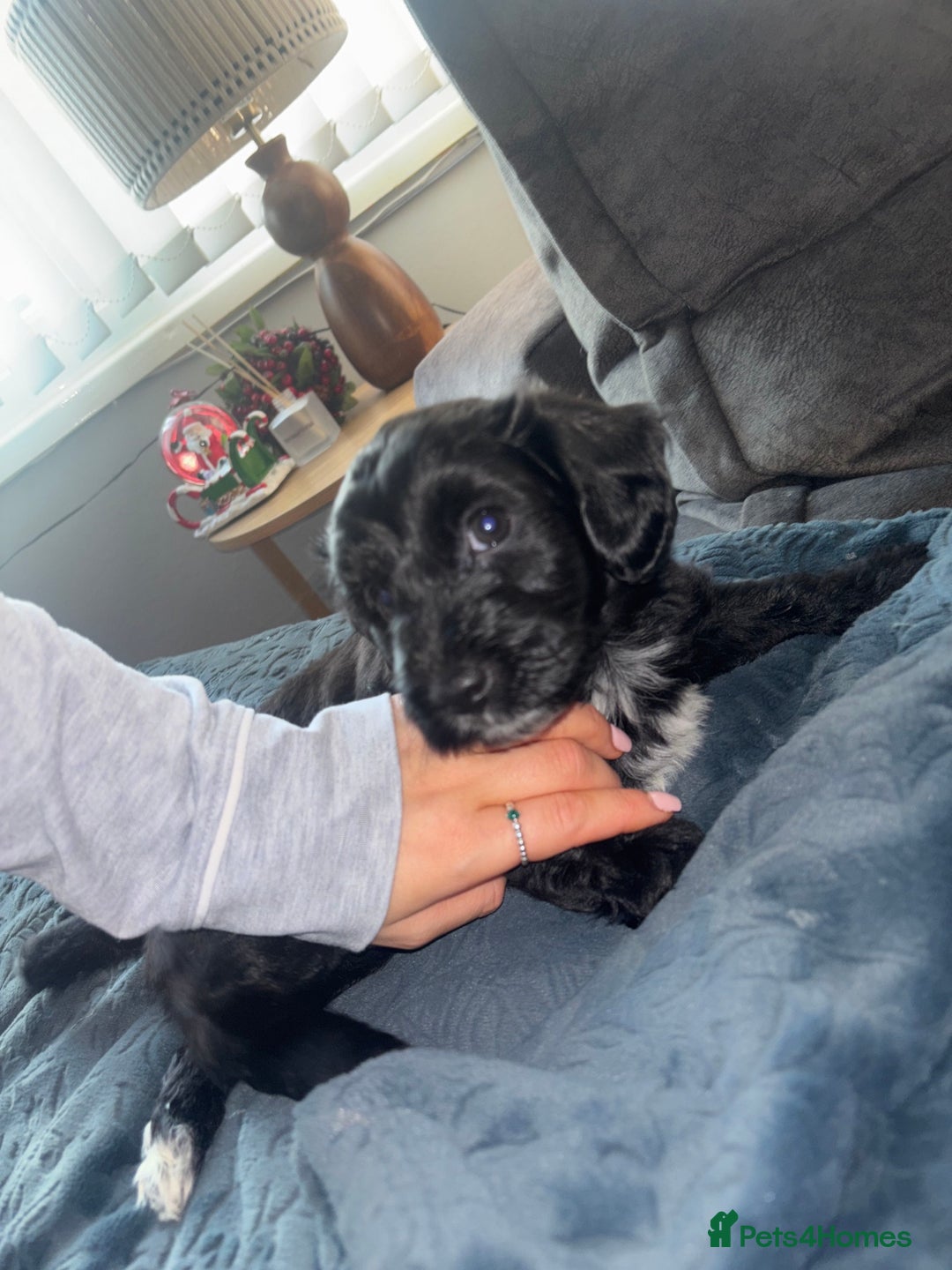 Mixed Breed dogs for sale: Cockapoochon puppies - Advert 6