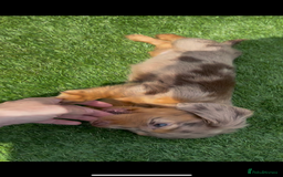 Miniature Dachshund dogs for sale: Delightful litter of KC Longhaired Mini Dachshunds - Image 11