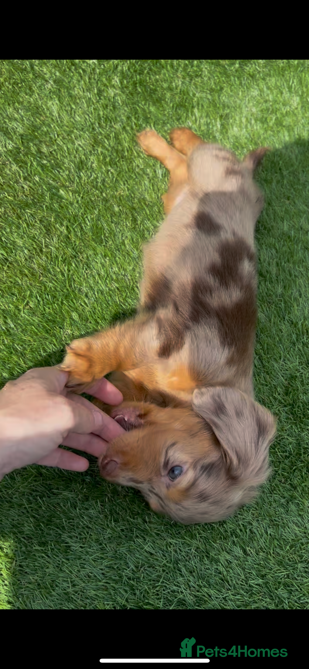 Miniature Dachshund dogs for sale: Delightful litter of KC Longhaired Mini Dachshunds - Image 11