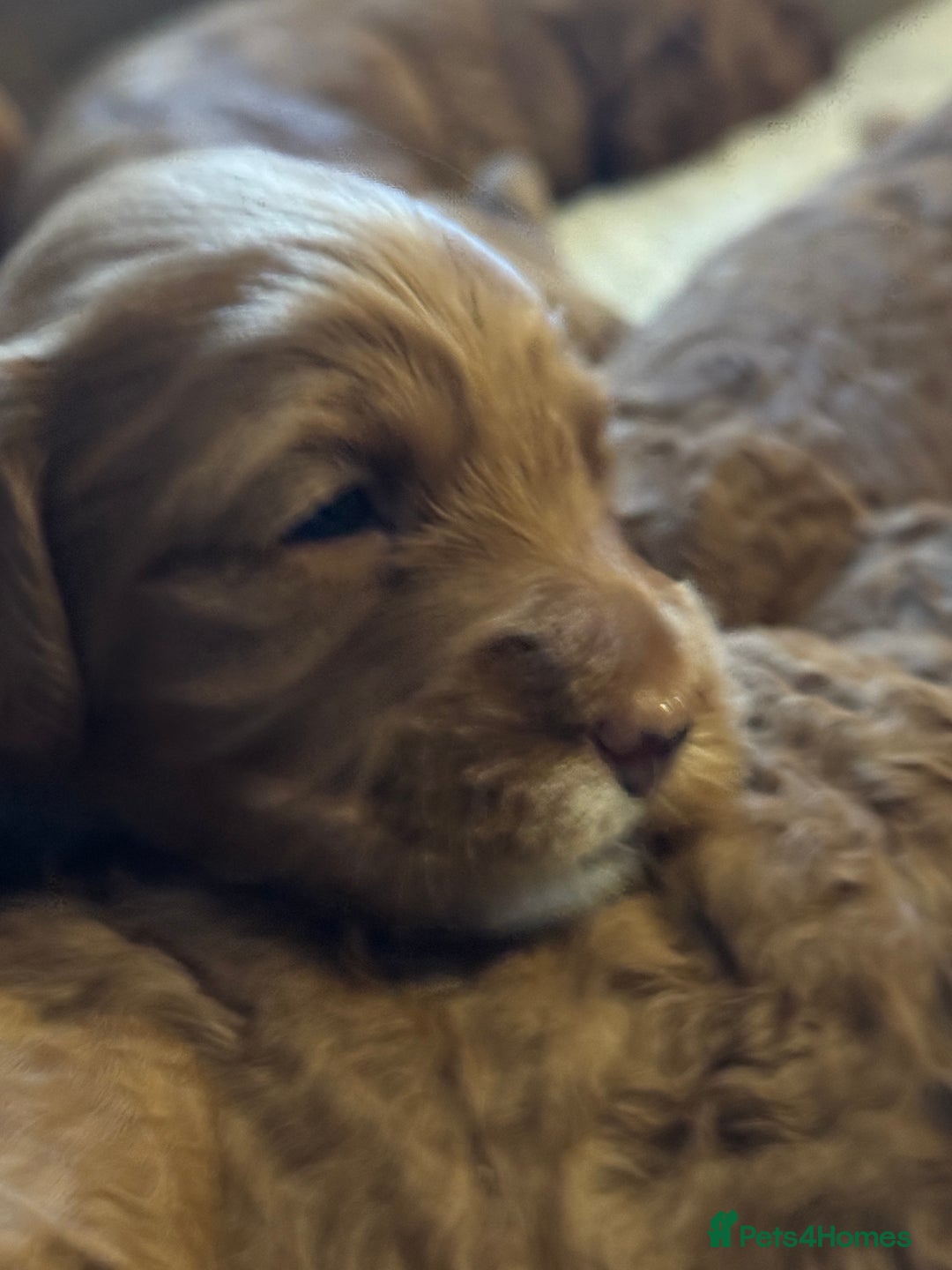 Cockapoo dogs for sale: Cockapoo puppies in Preston - Image 19
