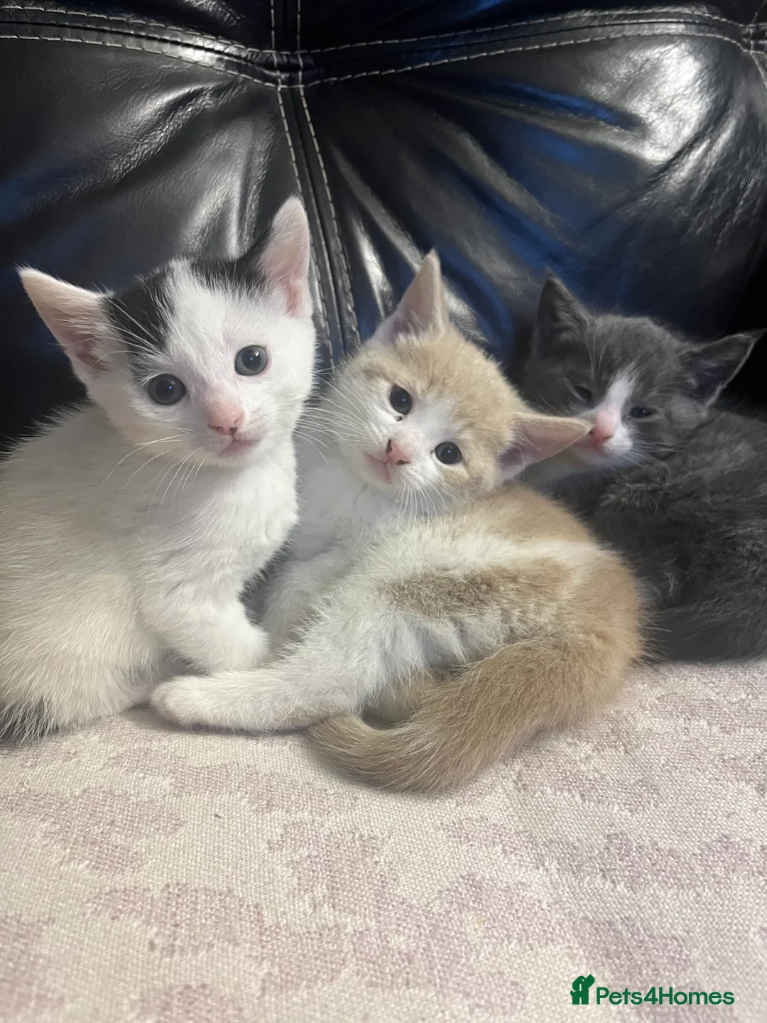 Mixed Breed cats for sale: 3 kittens for sale - Advert 4