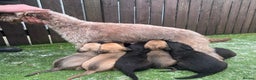 Mixed Breed dogs for sale: F1 Beddy whippets  - Advert 18