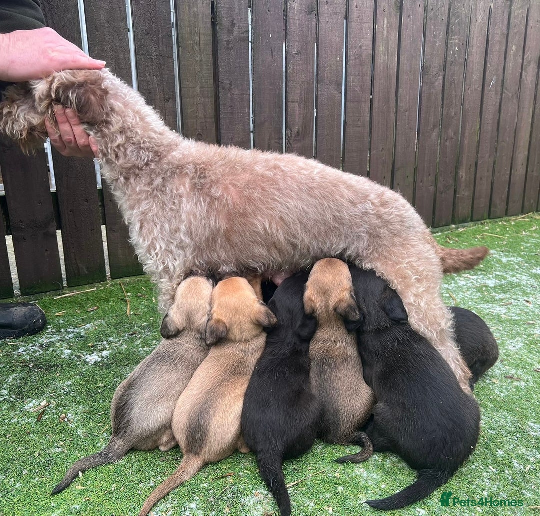 Mixed Breed dogs for sale: F1 Beddy whippets  - Advert 18