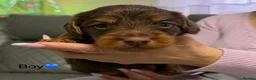 Dachshund dogs for sale: Stunning Standard Dachshund Puppies (Daxi) - Advert 12