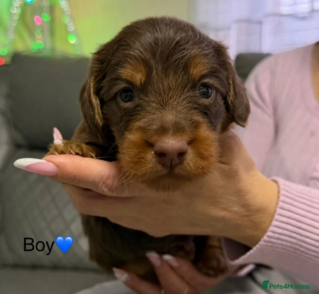 Dachshund dogs for sale: Stunning Standard Dachshund Puppies (Daxi) - Advert 12