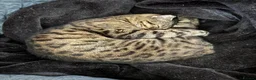 Bengal cats for sale: Full Bengal Brown Rosetted Female - Mia (Mims) - Advert 10