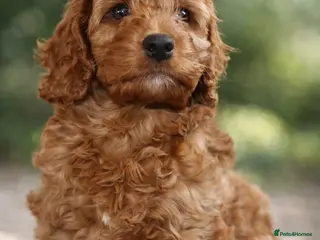 Cavapoo dogs PLATINUM 5✨ Licensed Breeder two F1 Cockapoo Boys - Advert 2