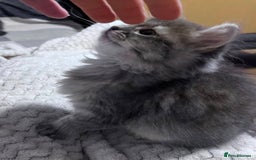 Siberian cats for sale: Siberian Kittens - Image 7