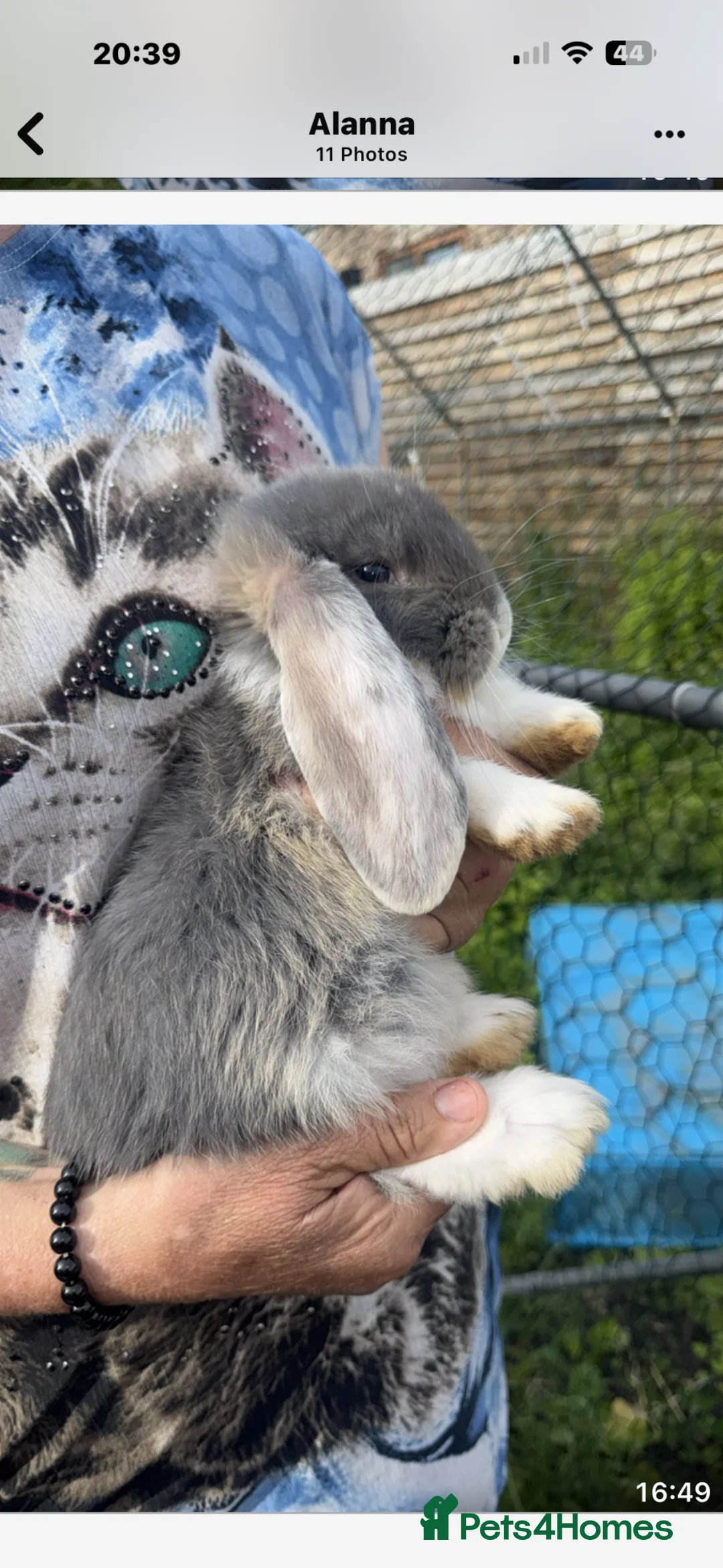 French Lop rabbits for sale: Beautiful French lops for sale - Advert 2