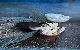 Quail poultry for sale: Celedon Carrier quail   - Image 1