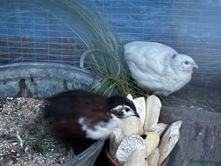 Quail poultry Celedon Carrier quail - Advert 6