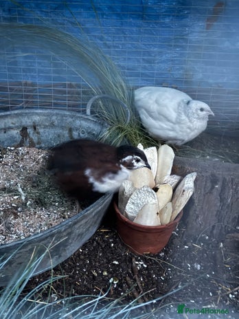 Quail poultry - Advert 1