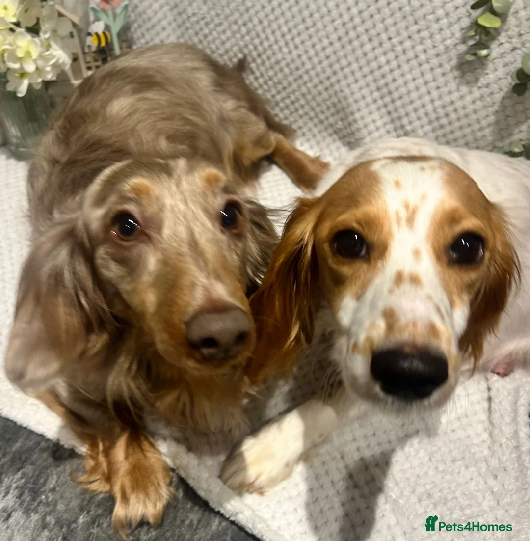 Mixed Breed dogs for sale: 9 STUNNING COCKER SPANIEL x DACHSHUND (DOCKER)PUPS - Advert 2