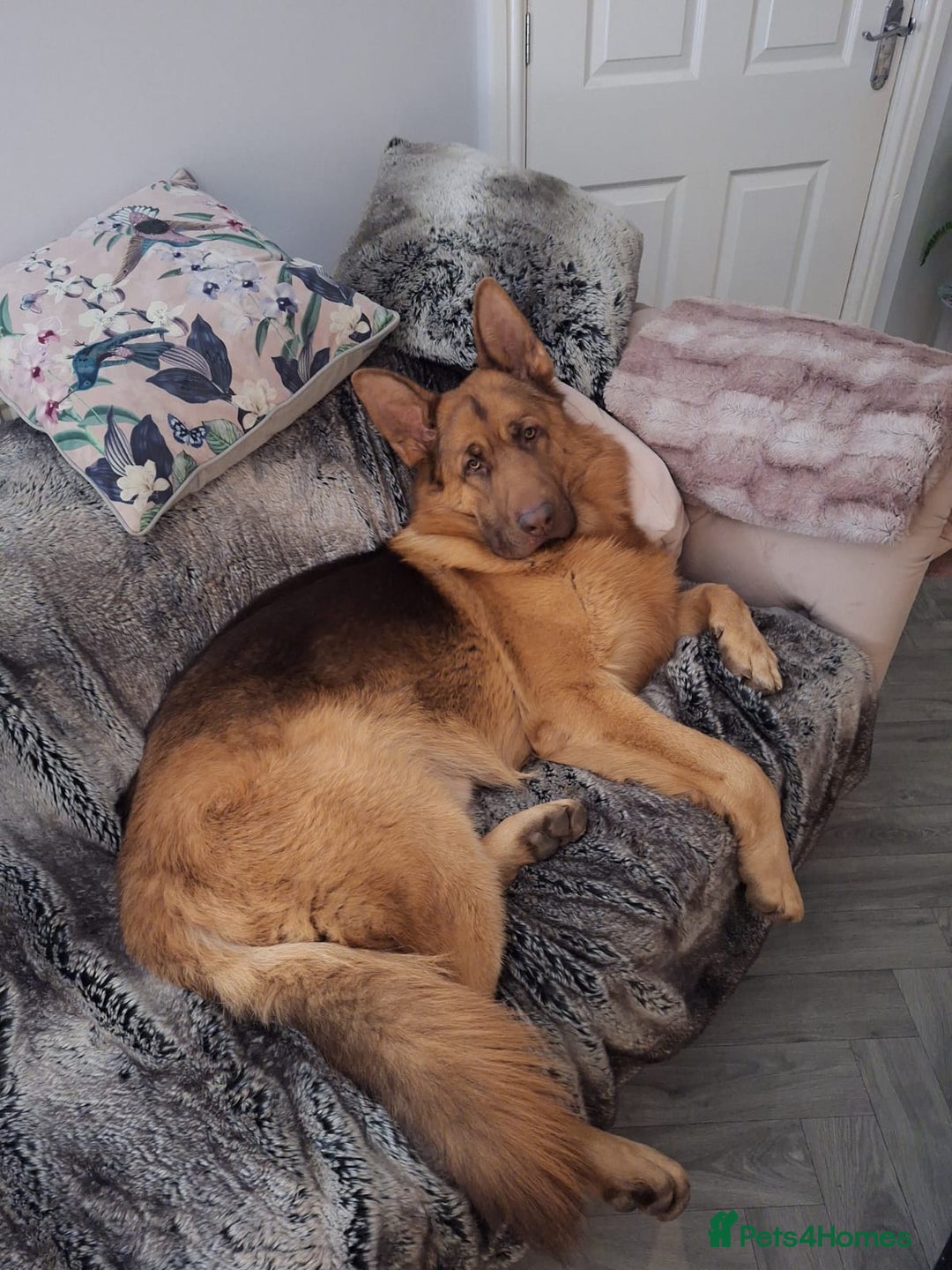 German Shepherd dogs for sale: STUNNING LIVER GERMAN SHEPHERD  - Image 5