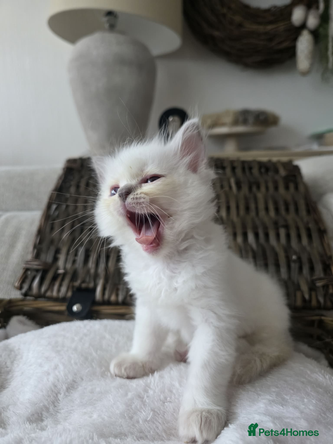 Ragdoll cats for sale: ✨RARE ALL LILAC LITTER GCCF&TICA Ragdoll Kittens✨ - Advert 36