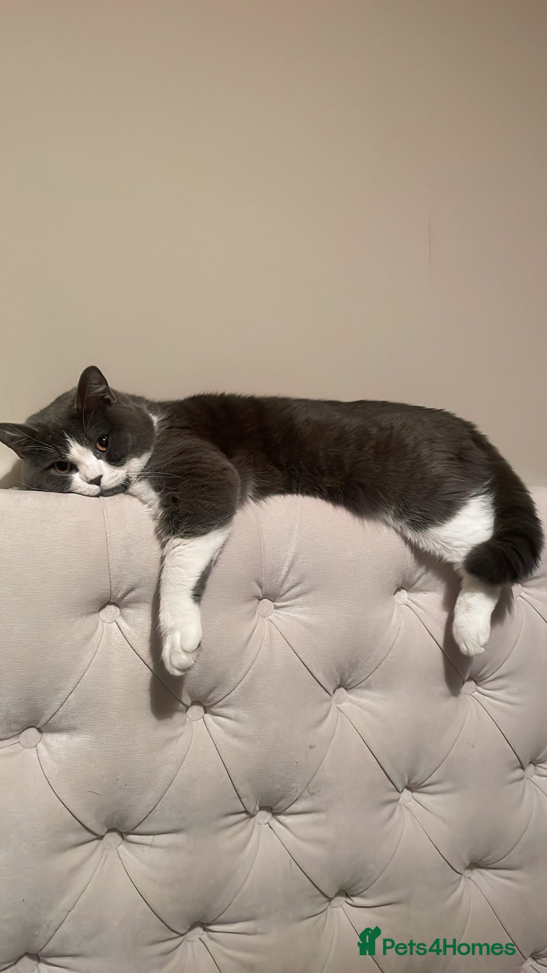 British Shorthair cats for sale: British shorthair cat  - Image 1