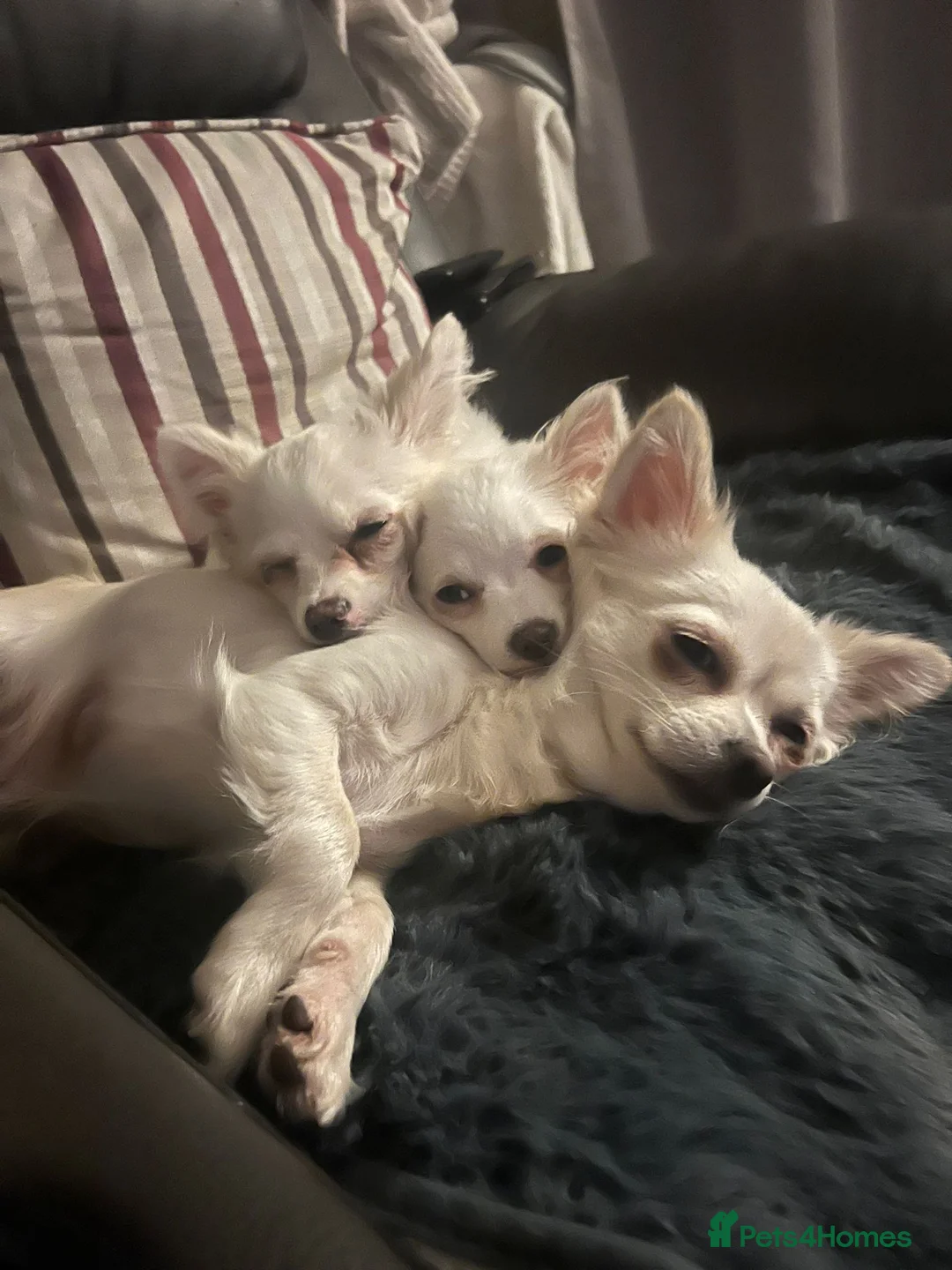 Chihuahua dogs for sale: Stunning chihuahua babies in Newark - Advert 11