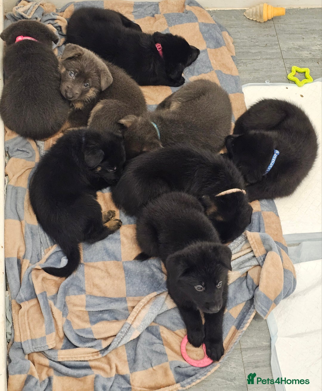 German Shepherd dogs for sale: German shepherd puppies  - Image 8