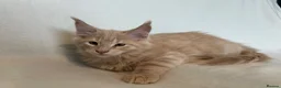 Maine Coon cats for sale: Maine Coon Kittens – 4 Available !!! - Advert 11