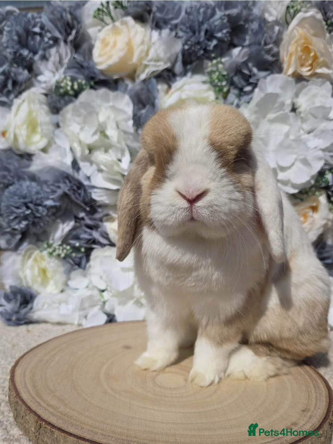 Mini Lop rabbits for sale: Choc Sallander Extreme Looking for a Special Home  - Advert 3