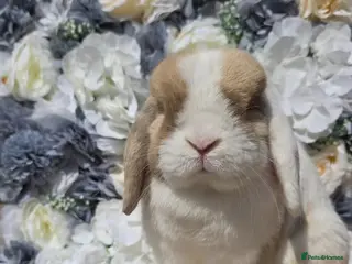 Mini Lop rabbits Choc Sallander Extreme Looking for a Special Home - Advert 1