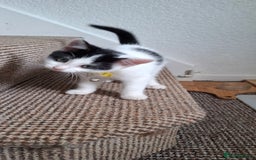 Mixed Breed cats for sale: Cute Furry Friends Ready to find new home. - Image 11