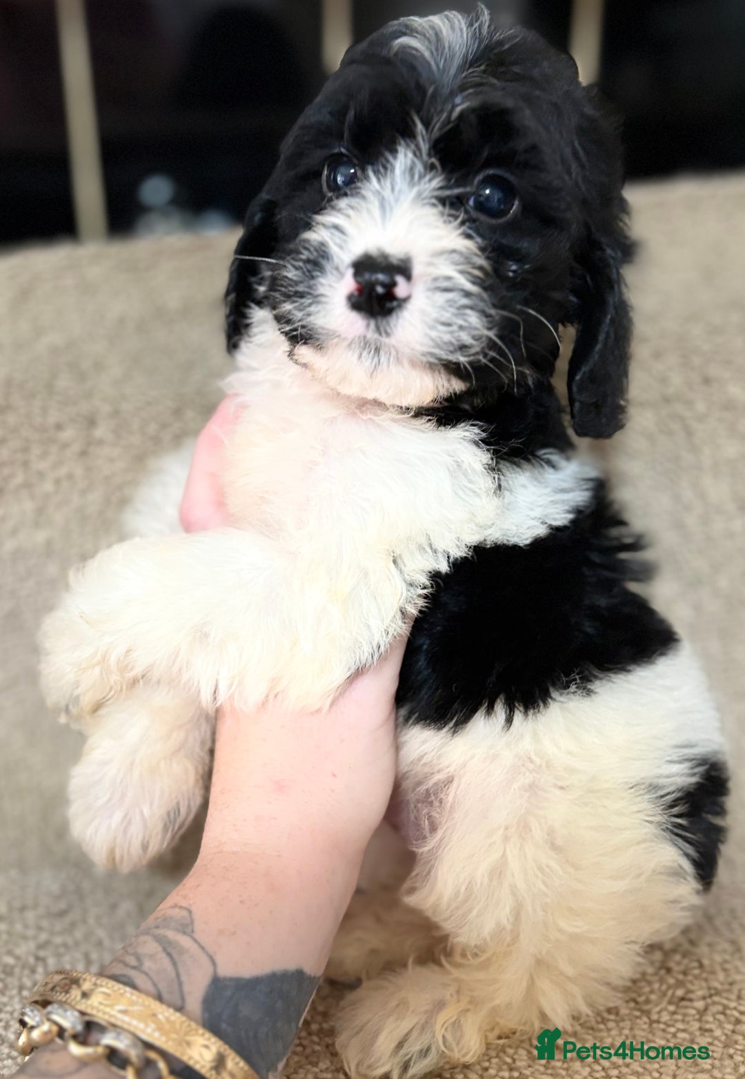 Cockapoo dogs for sale: 🍭stunning F1 cockerpoos🍭 in Spennymoor - Image 13