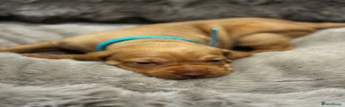 Hungarian Vizsla 6
