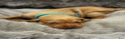 Hungarian Vizsla dogs for sale: 5* HUNGARIAN VIZSLA PUPPIES KC REGISTERED  - Advert 22