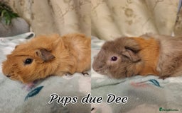 Guinea Pig rodents for sale: White Cali Baby Boars  - Advert 6
