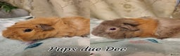 Guinea Pig rodents for sale: White Cali Baby Boars  - Advert 6