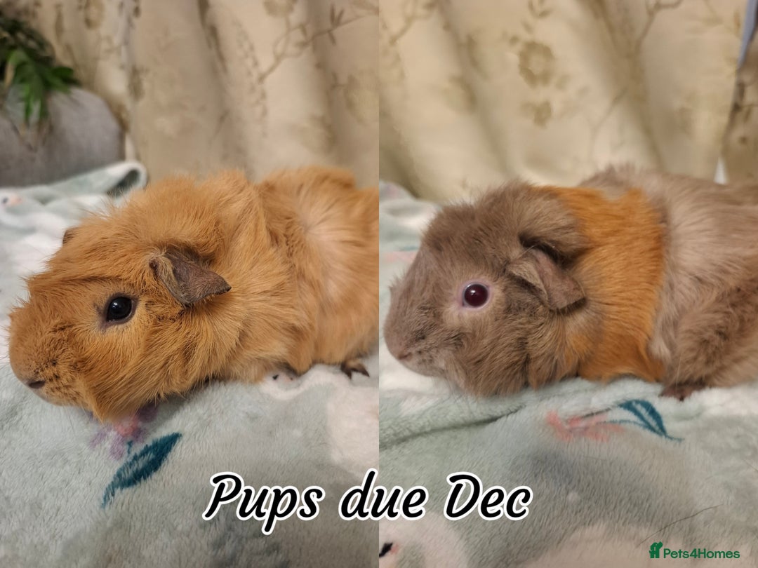 Guinea Pig rodents for sale: White Cali Baby Boars  - Advert 6