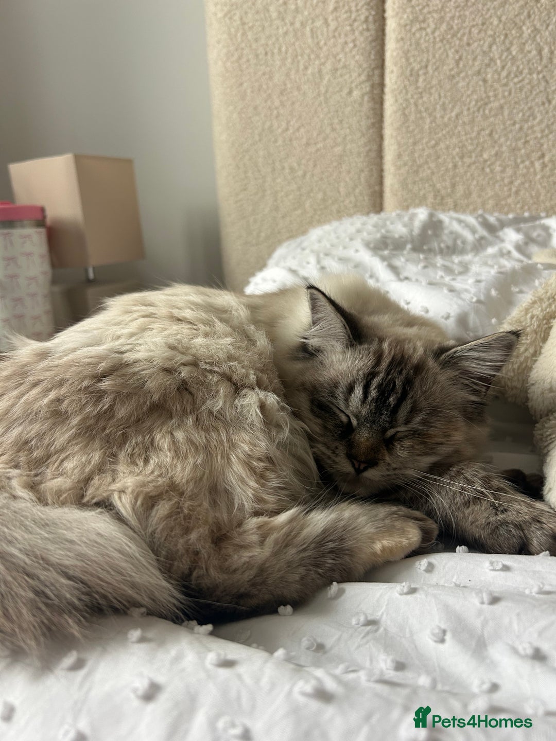Ragdoll cats for sale: Champion bloodline ragdoll kitten - Advert 2