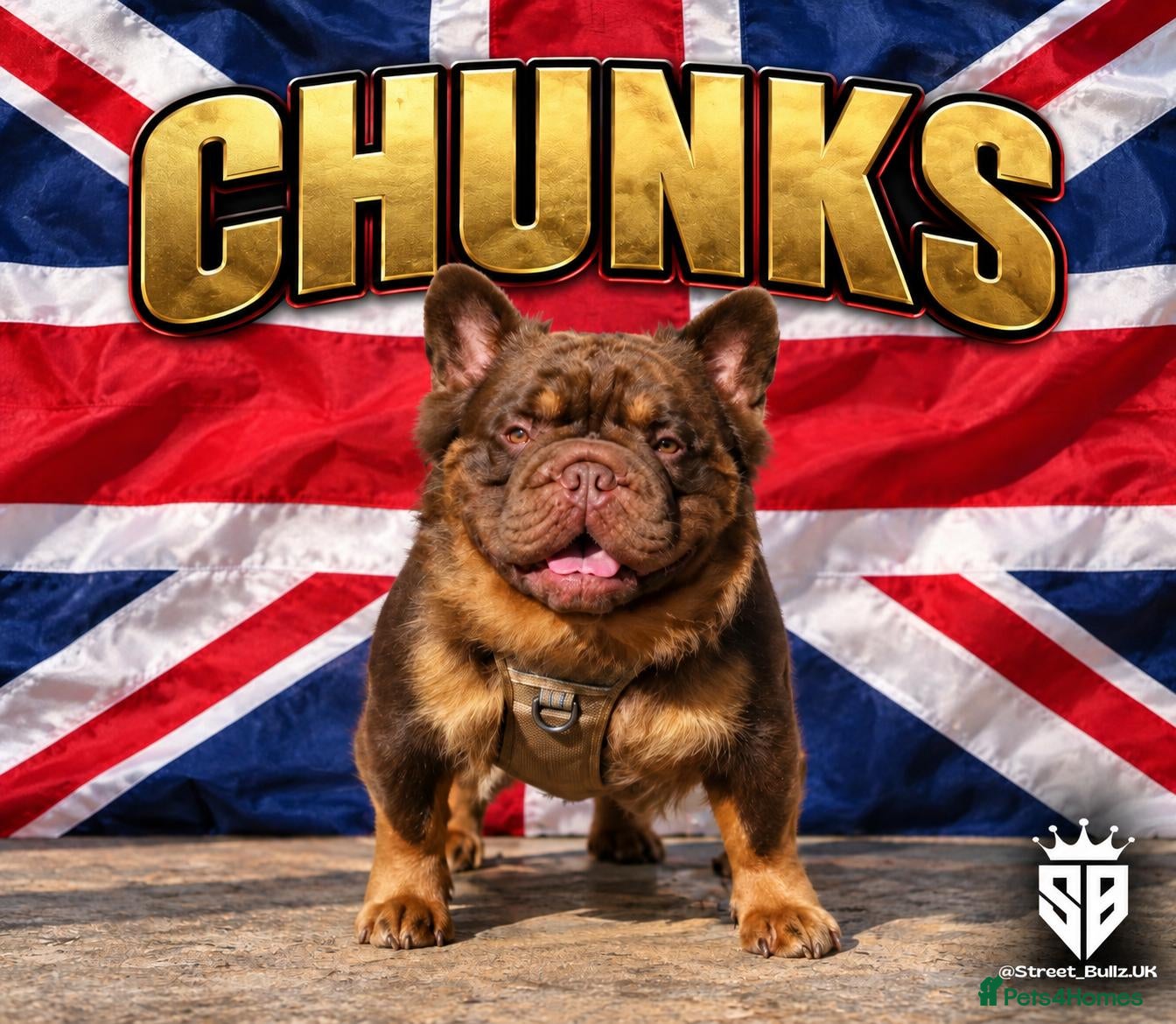 French Bulldog dogs for stud: Fluffy Rojo & Cherry Tan Big** STUD From £500 - Advert 10