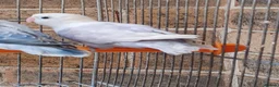 Lovebirds birds for sale: VOLIT BLUE PARBLUE PASTALINO VOILET BLUE EUWING   - Advert 15