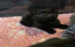 Mixed Breed cats for sale: Russian blue cross black and tabby kittens  - Advert 33