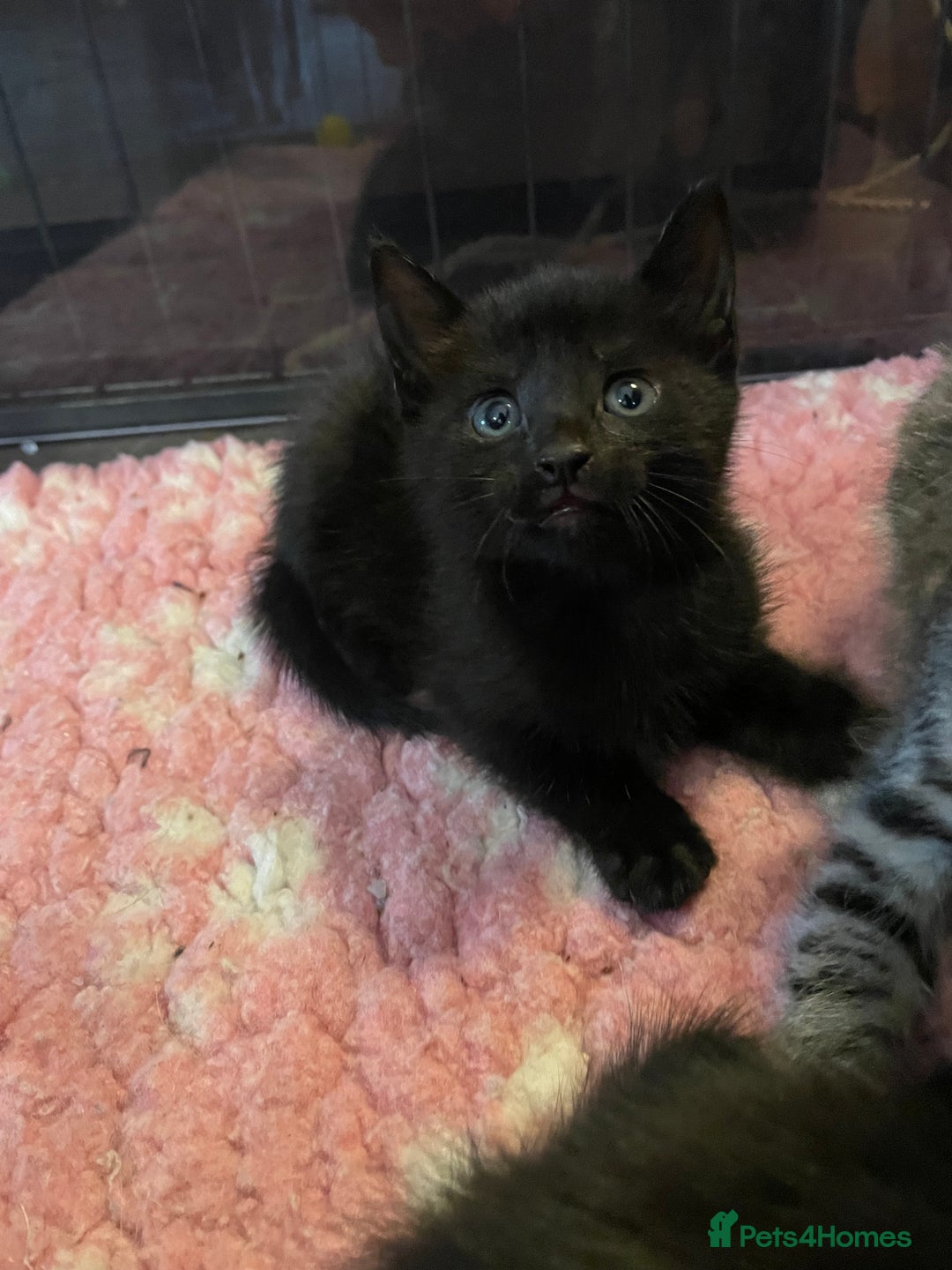 Mixed Breed cats for sale: Russian blue cross black and tabby kittens  - Advert 33