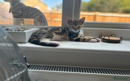 Bengal cats for sale: Beautiful READY NOW - Image 9