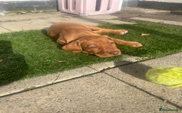 Hungarian Vizsla dogs for sale: Hungarian Vizsla puppies   - Image 18