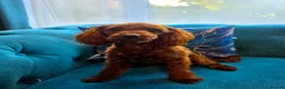 Toy Poodle dogs for sale: Gorgeous red female Toy poodle in Horsham - Advert 1