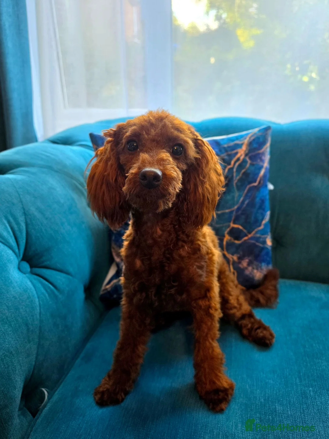 Toy Poodle dogs for sale: Gorgeous red female Toy poodle in Horsham - Advert 1