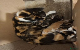 Mixed Breed cats for sale: Beautiful kittens - Advert 1