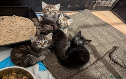 Mixed Breed cats for sale: Beautiful Black Kitten Ready to Go Now - Image 15