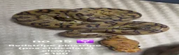 Python Snake reptiles for sale:  Various ball pythons  - Advert 14