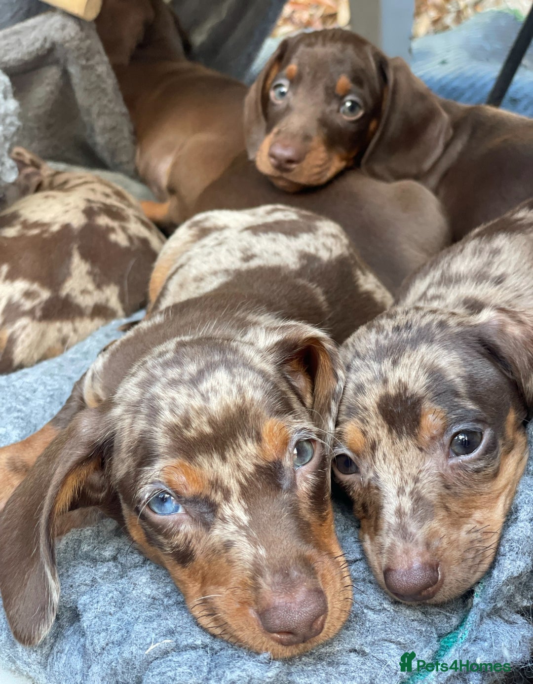 Miniature Dachshund dogs for sale: Mini Dachshunds  - Advert 9
