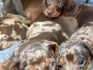 Miniature Dachshund dogs Mini Dachshunds - Advert 1