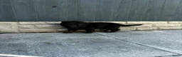 German Shepherd dogs for sale: KC Czech working line German shepherd puppies  - Advert 29