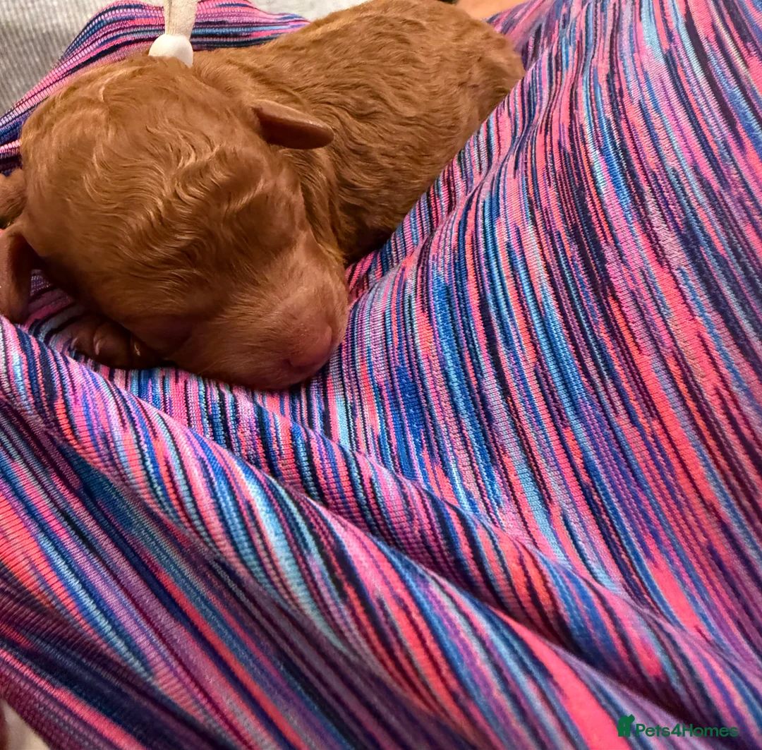 Cavapoo dogs for sale: Beautiful litter of 8 Cavapoos  - Advert 18