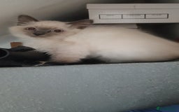 Ragdoll cats for sale: Ragdoll kitten for sale - Image 3